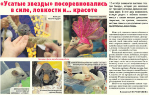 Городская жизнь. Информационное агентство Галерея Чижова. Репортаж в газете, октябрь 2013